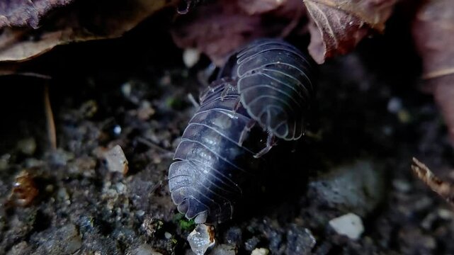 한국,절지동물,쥐며느리,짝짓기,Korea, Arthropods,woodlouse