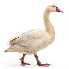 Obraz premium coscoroba swan isolated on white background