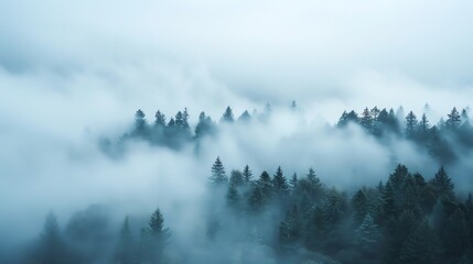 Fototapeta premium Foggy forest landscape with pine trees. The image is shrouded in mist, creating a sense of mystery and tranquility.