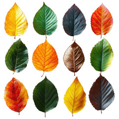 Obraz premium Colorful autumn leaves display nature close-up vibrant aesthetic. Isolated on transparent background, png.