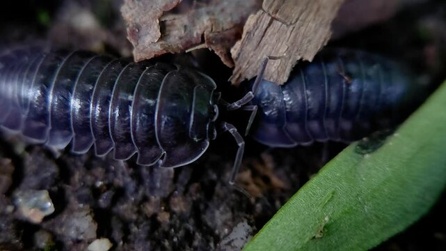 한국,절지동물,쥐며느리,짝짓기,Korea, Arthropods,woodlouse