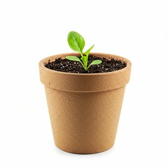 Fresh sprout in a terracotta pot against a white background.