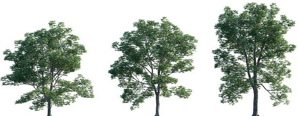 Set of Aesculus hippocastanum (also called horse-chestnut, European horsechestnut, buckeye, and conker tree) frontal set street trees isolated png on a transparent background perfectly cutout