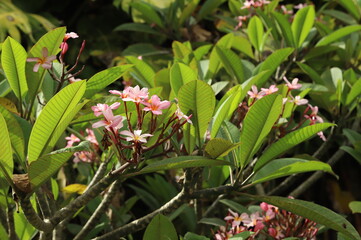 A vibrant close-up captures the delicate beauty of pink and white plumeria flowers (frangipani) amidst lush green foliage. The natural light enhances the intricate details of the petals, creating a se