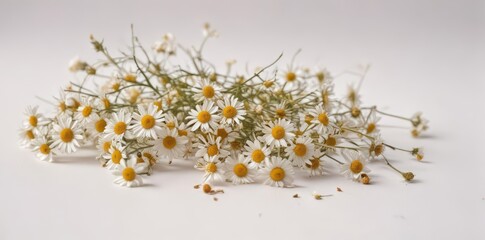 Delicate dried chamomile sprig, loose blossoms, white backdrop  ,  chamomile tea,  cosmetic,  organic