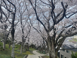 桜並木の道