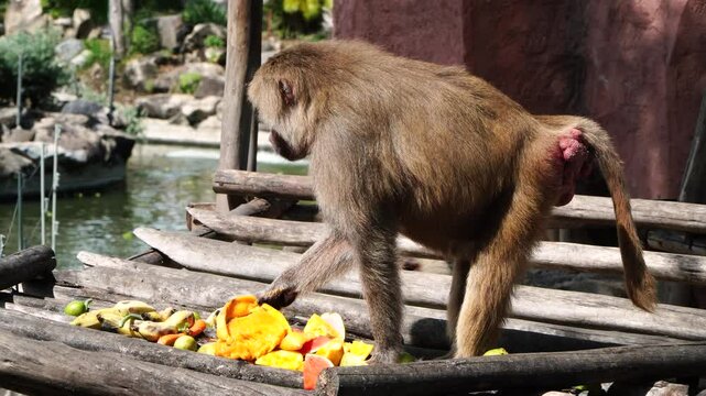 The monkey Baboon (Papio cynocephalus) eats fruit