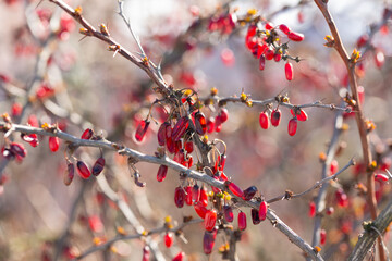 Close-up of the red berries of Berberis vulgaris in the middle of winter. A barberry on a branch in the garden, a selective trick.