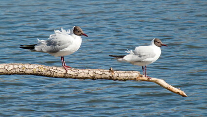 Obraz premium seagull on the beach