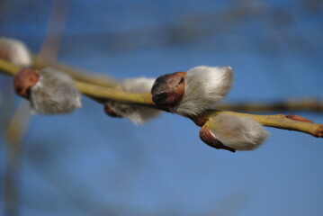 Willow branches with catkins on a blurred background, willow