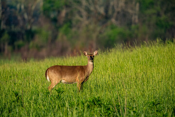 Deer in the meadow