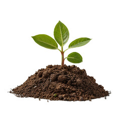 mountain of earth with a small plant on a transparent background