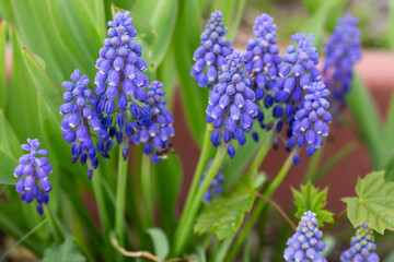 Fototapeta premium Armenian Viper Bow. Armenian mouse hyacinth. Muscari is Armenian. Muscari armeniacum. Bright blue flowers in early spring