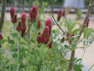 花壇のベニバナツメクサ