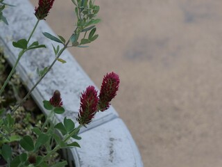 花壇のベニバナツメクサ