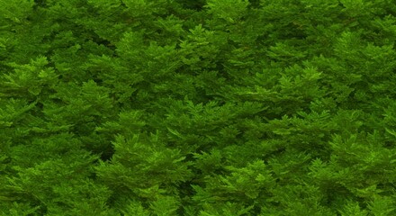 Green Shrub Dense Foliage Background