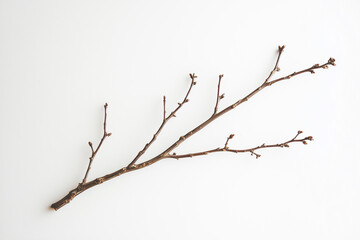 Fototapeta premium dry branches isolated with organic texture on white background