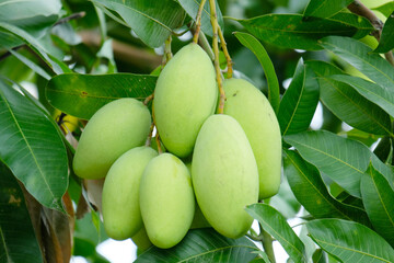 Fresh mangoes hanging on the tree.