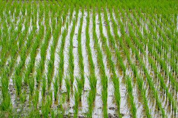 Rice cultivation in the paddy fields and agricultural work.