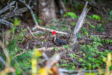 Pileated Woodpecker in the Forest
