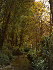 Obraz premium Peaceful creek in golden forest
