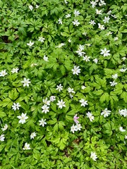Top-down view of a dense green ground cover filled with blooming white wood anemones, signaling early spring in nature