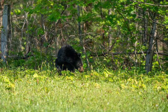 black bear in the forest - Powered by Adobe
