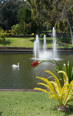 Fountains of Santa Catarina Park with swan, this is one of the largest parks of Funchal