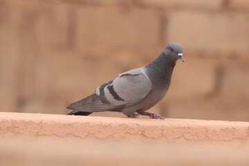 Rock dove perched on a house
