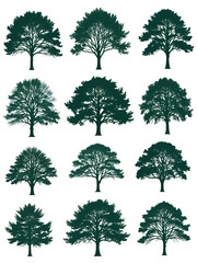 Fototapeta premium Various deciduous trees silhouettes on the white background. Evergreen. Illustration