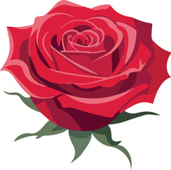 red rose vector illustration