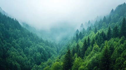Obraz premium Forest Landscape with Fog