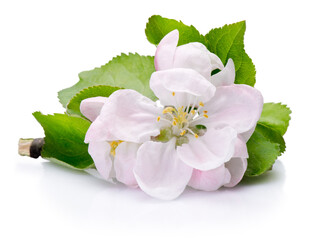 Spring flowers of fruit tree isolated on white background