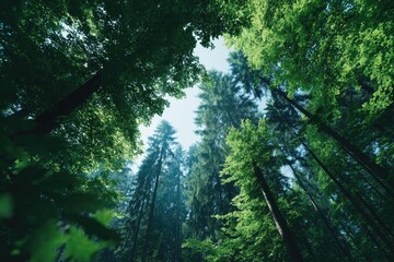 Fototapeta premium capture minimalistic scene of foliage and towering trees in expansive forest with sunlight streaming through highlighting