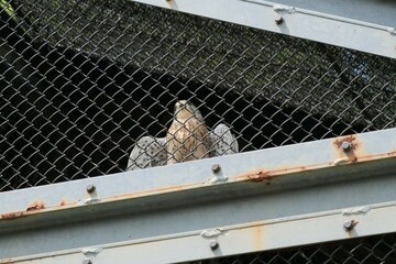 猛禽類の幼鳥