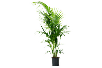 Howea forsteriana Ravenea Areca palm Houseplant, potted plants, green leafed plant, grass, plant Stem png