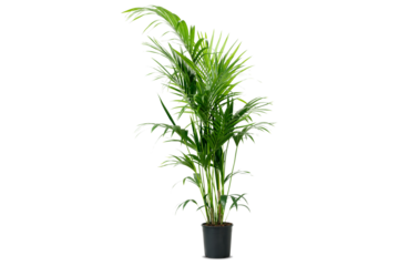 Howea forsteriana Ravenea Areca palm Houseplant, potted plants, green leafed plant, grass, plant Stem png