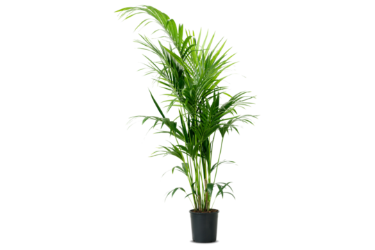 Howea forsteriana Ravenea Areca palm Houseplant, potted plants, green leafed plant, grass, plant Stem png