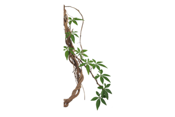 Vine Liana Tropical rainforest graphy Jungle, jungle, brown roots and green leaves against blue background, leaf, branch png free download