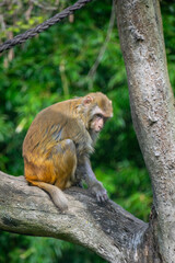 Obraz premium Rhesus macaque sitting on a tree