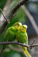 A close up of a budgie