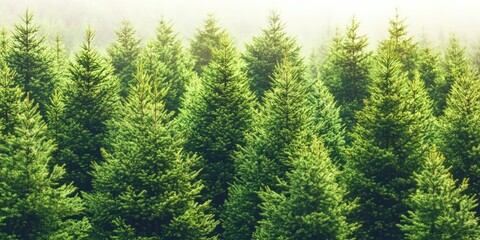 Dense Evergreen Forest Canopy Under Soft Light