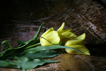 Three yellow tulips lie on birch bark sheets