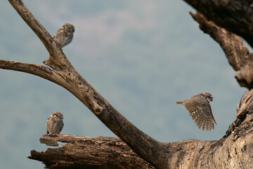 The vibrant three Spotted owlet perched on a tree  trunk with blurred blue sky background.