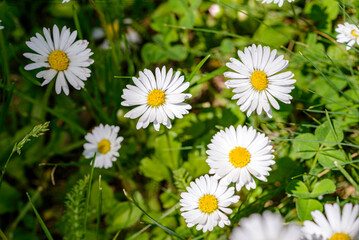 Fototapeta premium daisies in the grass
