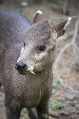 Fototapeta premium Portrait of a Tufted deer