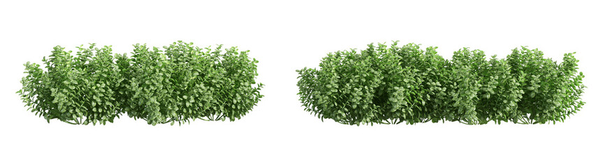 Obraz premium green tree plant isolated on white background