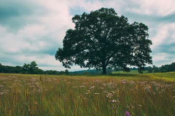 Obraz premium Tree in a Lush Green Field with Flowers