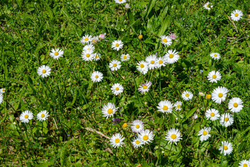 daisies in the grass