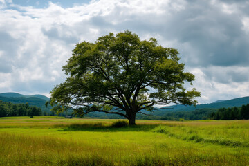 Obraz premium Oak Tree in a Green Meadow